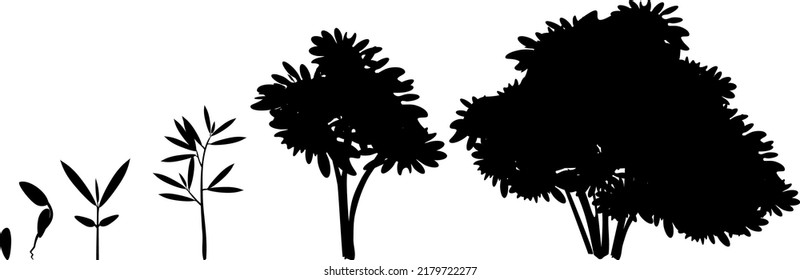 Black silhouette of life cycle of abstract cartoon tree: from seed to old tree. Stages of growth of tree isolated on white background
