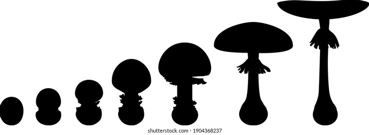 Black silhouette life cycle of fly agaric mushroom. Stages of fly agaric (Amanita muscaria) fruiting body matures isolated on white background