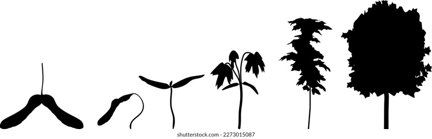 Schwarze Silhouette des Lebenszyklus von Ahornbaum (Acer platanoides). Wachstumsphasen von Samara-Früchten und Sprossen bis zu alten Bäumen einzeln auf weißem Hintergrund