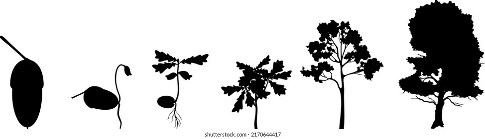 Black Silhouette Of Life Cycle Of Oak Tree. Growth Stages From Acorn And Sprout To Old Tree Isolated On White Background