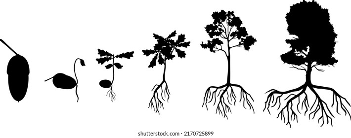 Black Silhouette Of Life Cycle Of Oak Tree. Growth Stages From Acorn And Sprout To Old Tree With Root System Isolated On White Background