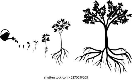 Black silhouette of Life cycle of plum tree isolated on white background. Plant growing from seed to plum tree with ripe blue fruits and root system