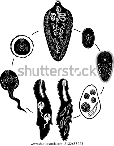 Black silhouette\
of with Life cycle of Sheep liver fluke (Fasciola hepatica)\
isolated on white\
background