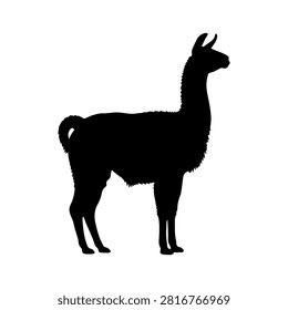 A black silhouette of a llama facing to the right, set against a plain white background, highlighting the animals distinctive shape and features.