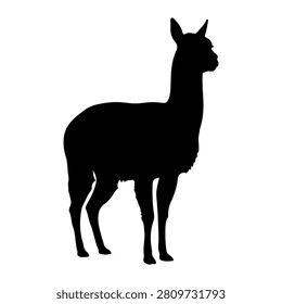 Black silhouette of a llama in profile view, standing on a plain surface with a white background, highlighting its distinctive features and posture.