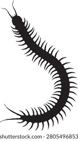 Black silhouette of a long centipede crawling with centipede silhouette wildlife isolated entomology creature arthropod crawling venomous predator