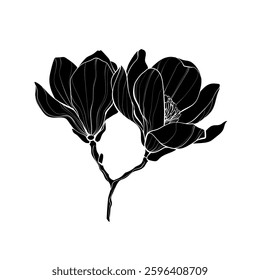 Black silhouette of magnolia flowers on white background. Graphic drawing. Vector illustration.