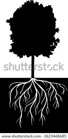  Black silhouette of maple tree (Acer platanoides). Old tree with root system
