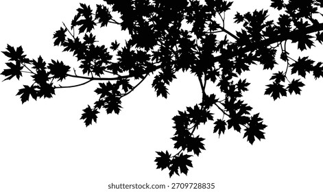 Silueta negra de las ramas del árbol de arce con las hojas detalladas contra las hojas de arce del fondo blanco