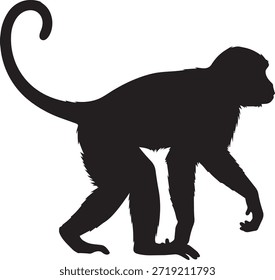 Silueta negra de un mono caminando con una larga cola curva aislada en el símbolo de fondo blanco para la vida silvestre y la naturaleza tropical