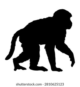 Black silhouette of a monkey walking on all fours, highlighting its posture and tail, isolated on a white background.