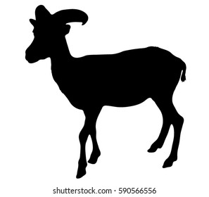 Black silhouette of a mountain goat. Wild ram.