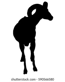 Black silhouette of a mountain goat. Wild ram.