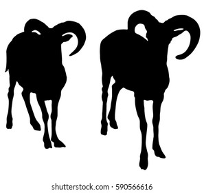 Black silhouette of a mountain goat. Wild ram.