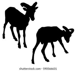 Black silhouette of a mountain goat. Wild ram.
