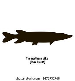 The black silhouette of northern pike (Esox lucius) is isolated on white background.