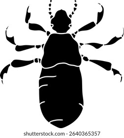 Black silhouette of nymph head louse (Pediculus humanus) insect