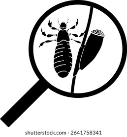 Black silhouette with nymph head louse (Pediculus humanus) and egg (nit) attached to hair under magnifying glass isolated on white background. Lice check	