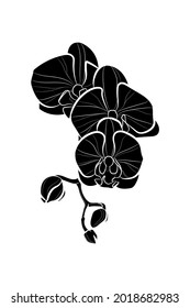 Black silhouette of the orchid flower on white background. Graphic drawing. Vector illustration.