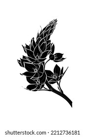 Black silhouette of Ornithogalum flower on white background. Graphic drawing. Vector illustration.