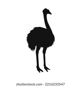 Black silhouette of ostrich bird flat style, vector illustration isolated on white background. Big flightless African bird, fast running, decorative design element
