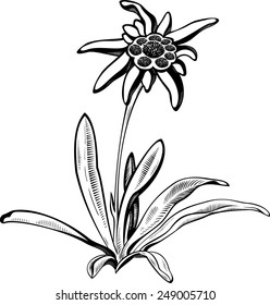 Black silhouette outline edelweiss (leontopodium) flower, the symbol of alpinism, with stalk and leaves,  isolated on white. Vector tattoo illustration. Logo.