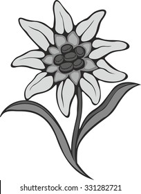 Black silhouette outline edelweiss (leontopodium) flower, the symbol of alpinism, Vector tattoo illustration. Logo.