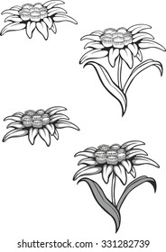 Black silhouette outline edelweiss (leontopodium) flower, the symbol of alpinism, Vector tattoo illustration. Logo.