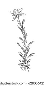 Black silhouette outline edelweiss leontopodium flower, the symbol of alpinism, with stalk and leaves, isolated on white. Vector botanical illustration