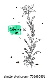 Black silhouette outline edelweiss leontopodium flower, the symbol of alpinism, with stalk and leaves, isolated on white. Vector botanical illustration