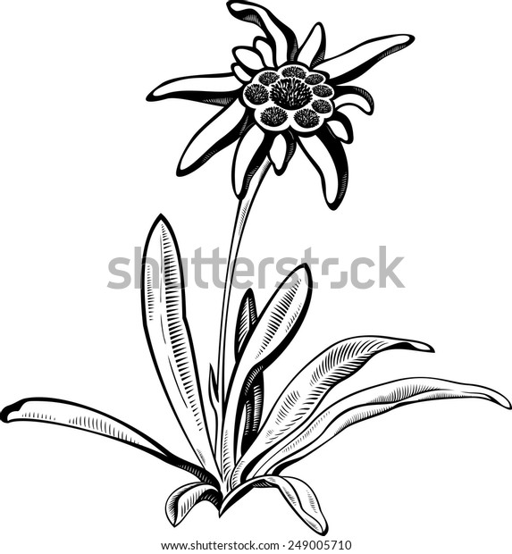 Schwarze Silhouette Umriss Edelweiss Leontopodium Blume Stock Vektorgrafik Lizenzfrei