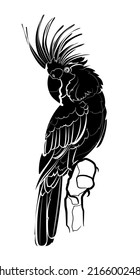 Black silhouette of the palm cockatoo (Probosciger aterrimus) on white background. Graphic drawing. Vector illustration.