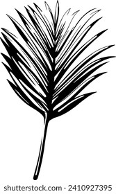 Black silhouette of palm leaf isolated on white background. Abstract illustration.