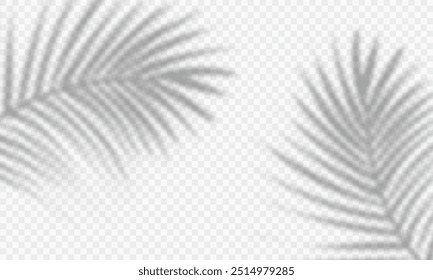 black silhouette palm leaf shadow overlay isolated on transparent background suitable for product display,beauty background