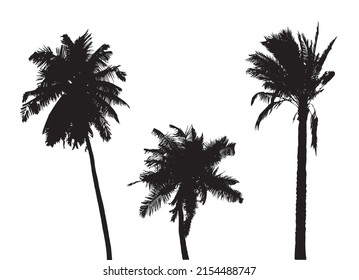 Black Silhouette of palms isolated on white background. Three coconut palms  tree. Vector illustration. 