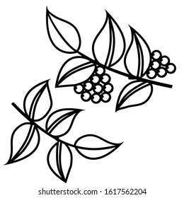 black silhouette pattern, stylized leaves with berries, isolate on a white background, for design different