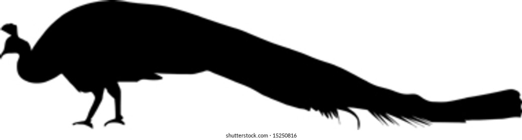 black silhouette of peacock