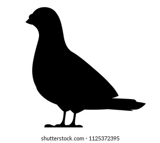 Black silhouette. Pigeon bird. Flat cartoon character design. Black bird icon. Cute pigeon template. Vector illustration isolated on white background.