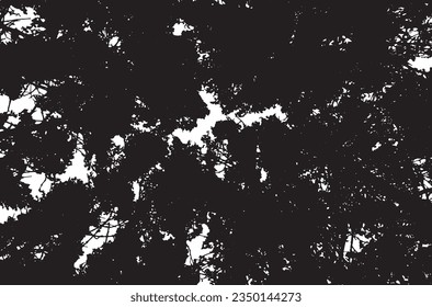 Black silhouette of pine tree top branches.