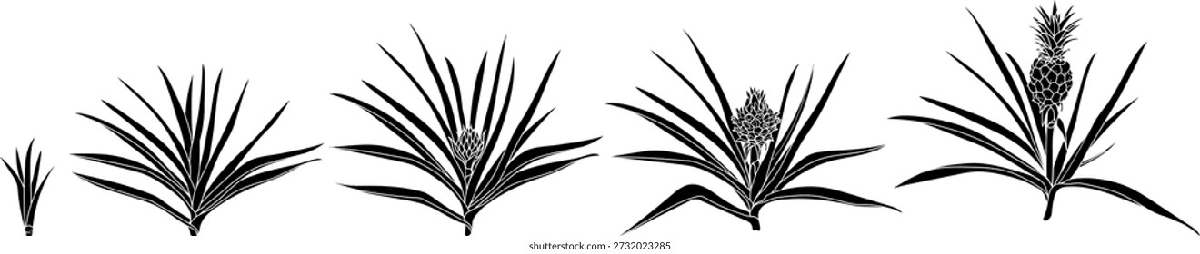 Silhueta preta do ciclo de vida do abacaxi isolado no fundo branco. Estágios de crescimento do abacaxizeiro (Ananas comosus) da planta jovem à fruteira madura com fruto maduro do abacaxizeiro