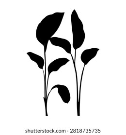 Black silhouette of a plant with multiple leaves, isolated on a white background, emphasizing natural botanical shape and form.