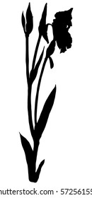 Black silhouette plants, flower on a white background. The flower of the iris.