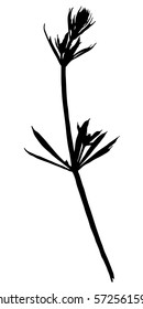 Black silhouette plants, flower on a white background. Branch with leaves of field flower.