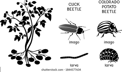 Black silhouette of potato plant with root system and potato insect pests. Colorado potato beetle (Leptinotarsa decemlineata) and click beetle (wireworm)