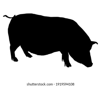 Black silhouette of a pot-bellied pig on white