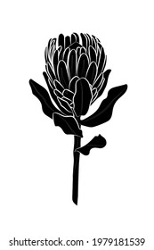 Black Silhouette Protea Flower On White Stock Vector (Royalty Free ...