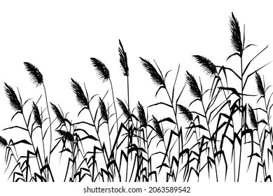 Black silhouette of reeds, sedge,  cane, bulrush, or grass on a white background.Vector illustration.