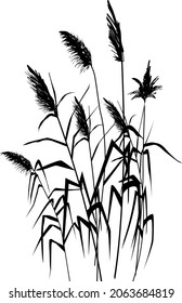 Black silhouette of reeds, sedge,  cane, bulrush, or grass on a white background.Vector illustration.