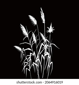 Black silhouette of reeds, sedge,  cane, bulrush, or grass on a white background.Vector illustration.