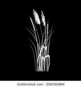 Black silhouette of reeds, sedge,  cane, bulrush, or grass on a white background.Vector illustration.